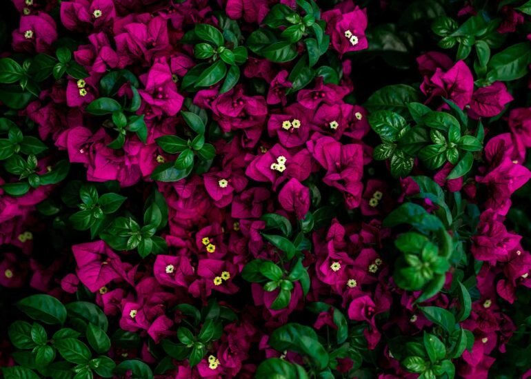 page background ii